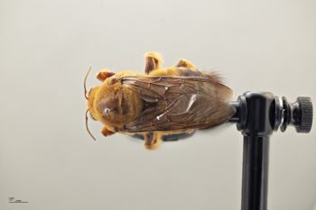 Media type: image;   Entomology 810659 Aspect: habitus dorsal view